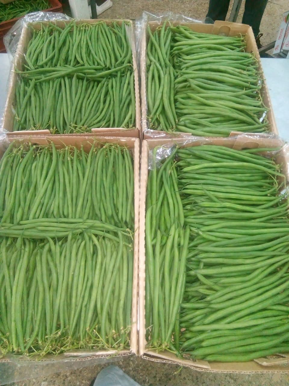 Freshly harvested vegetables gathered in a woven basket