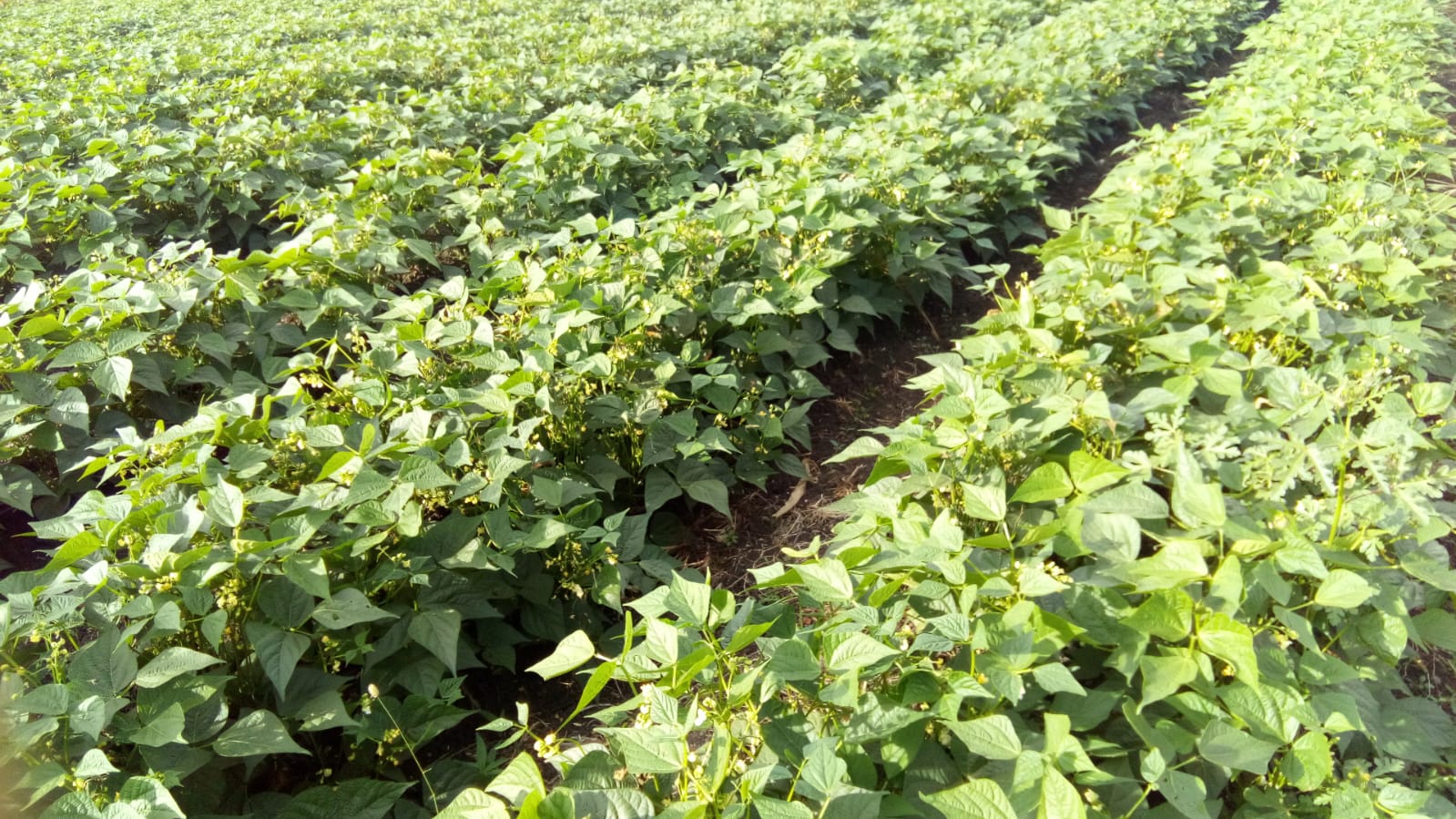 Agricultural fields showing the landscape of cultivation