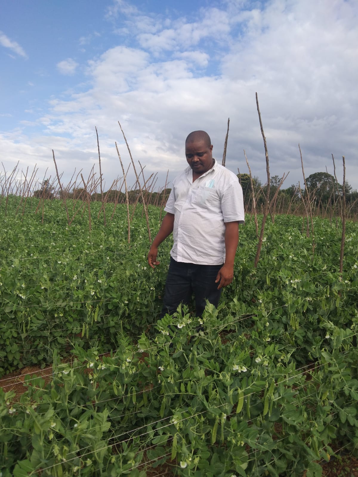 Agricultural fields showing the landscape of cultivation