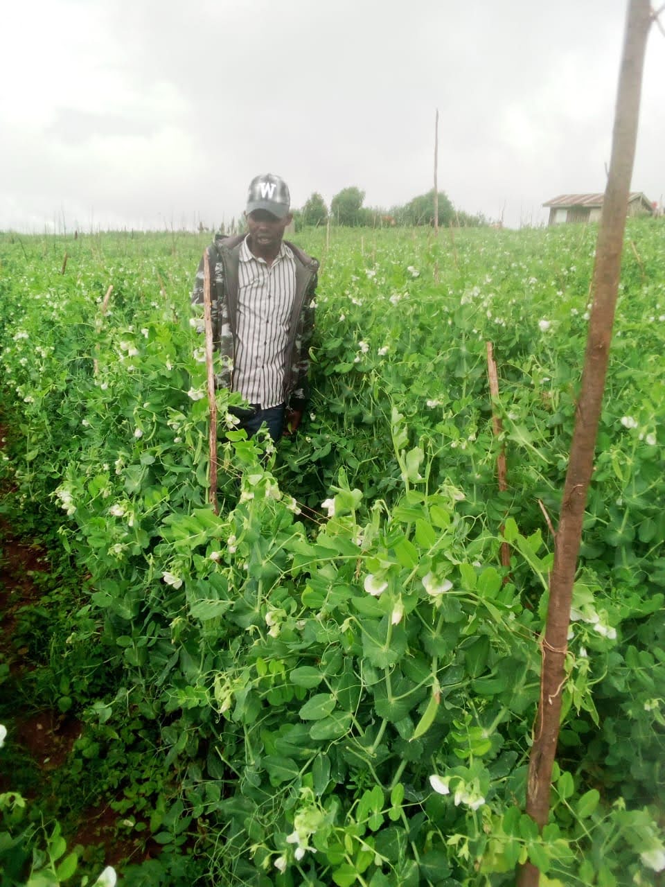 Agricultural fields showing the landscape of cultivation