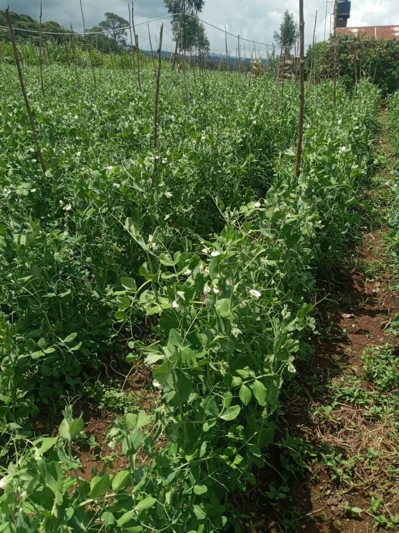 Green agricultural landscape beneath a bright open sky