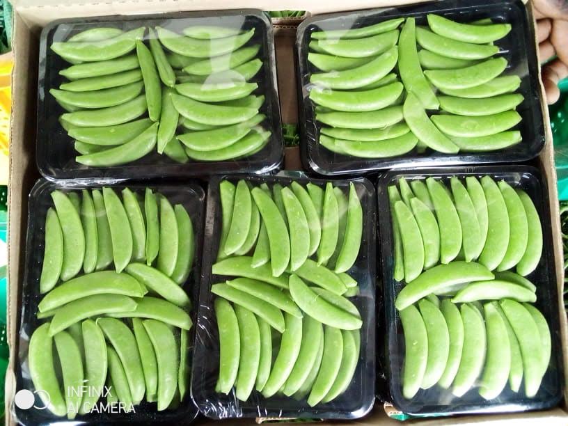 Fresh vegetables displayed together after harvesting